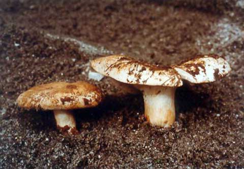 Russula kathmanduensis
