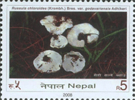 kathmanduensis in ticket 